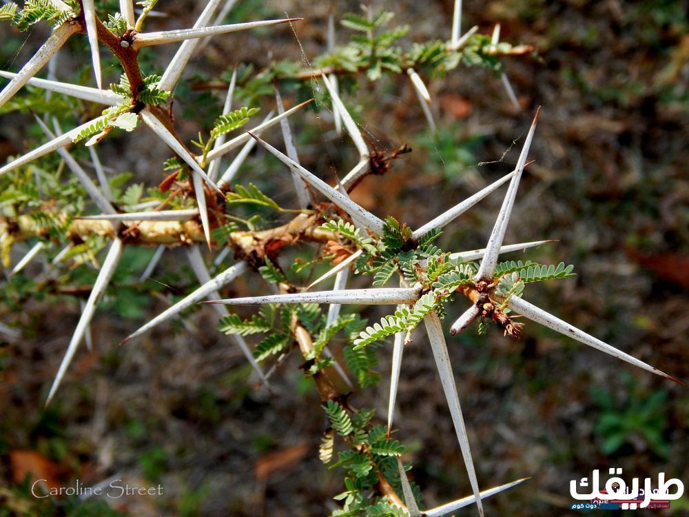 تفسير حلم الشوك في المنام 2 الشوك في المنام
