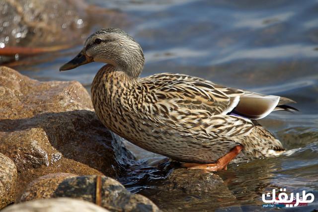 البط في المنام 4 البط في المنام