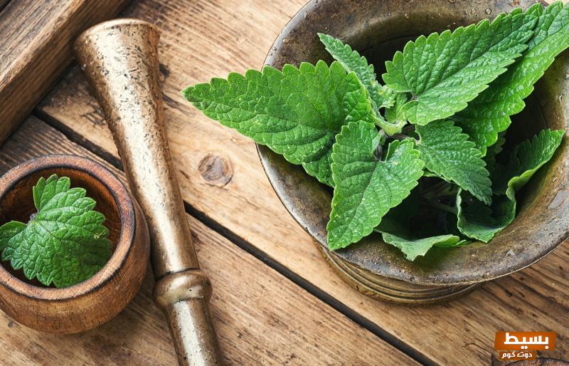 تجربتي مع المليسا عشبة المليسا 3 تجربتي مع المليسا