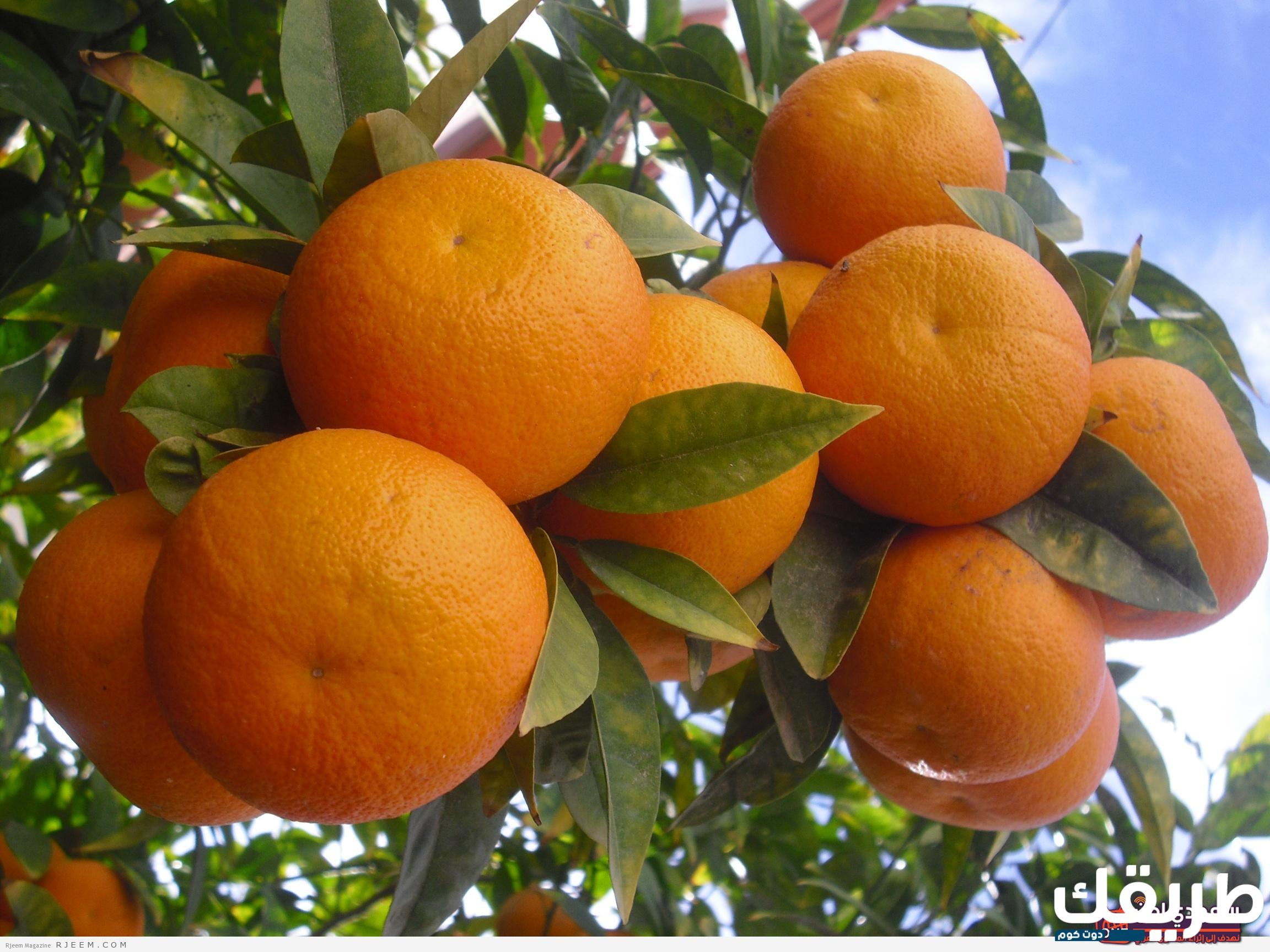 تفسير حلم البرتقال في المنام لابن سيرين 3 486095284568763