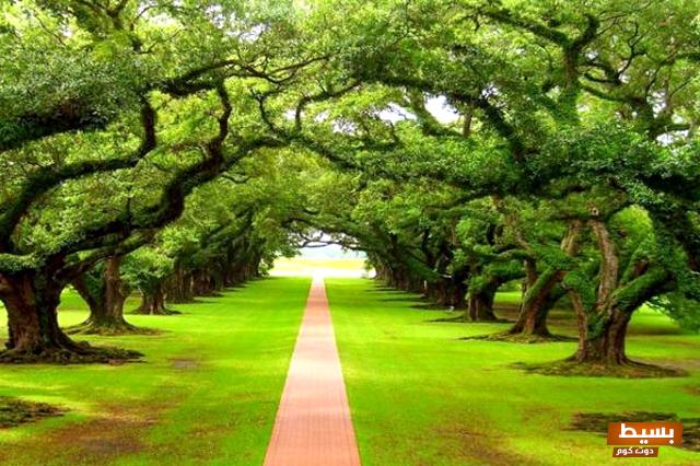 ما هي سدرة المنتهى واين تقع 3 ما هي سدرة المنتهى واين تقع