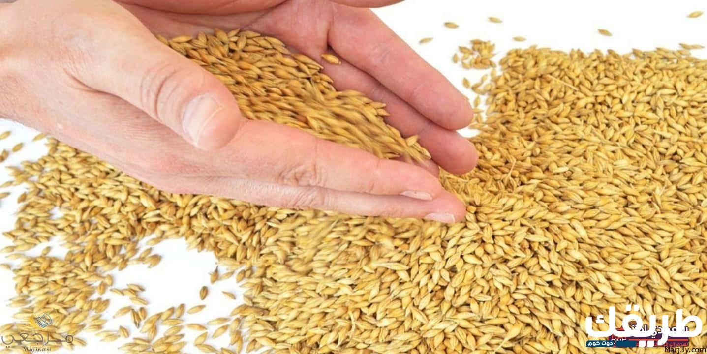 تفسير حلم رؤية الشعير في المنام 2 تفسير حلم رؤية الشعير في المنام