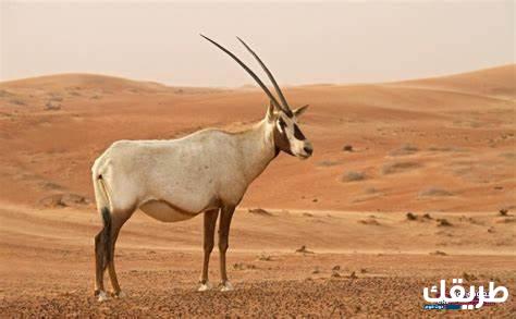 تفسير حلم حيوان المها في المنام 7 حيوان المها في المنام