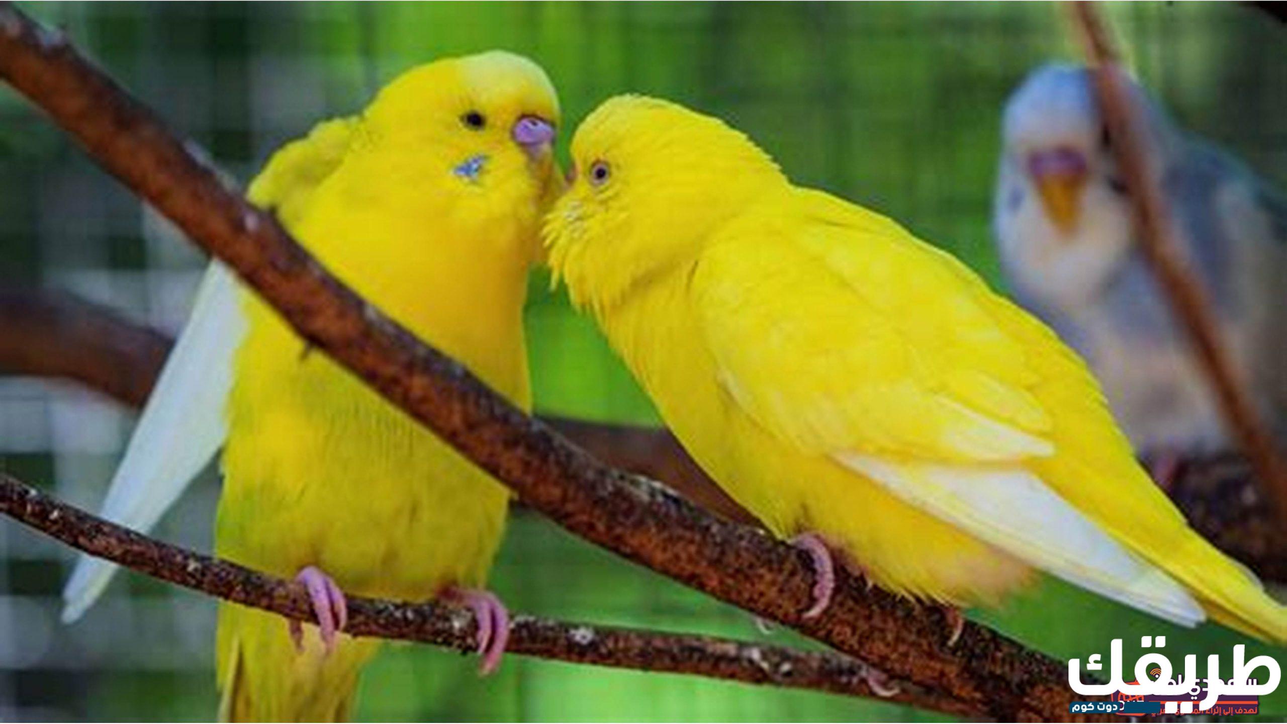 تفسير حلم رؤية طيور الحب في المنام 5 طيور الحب في المنام