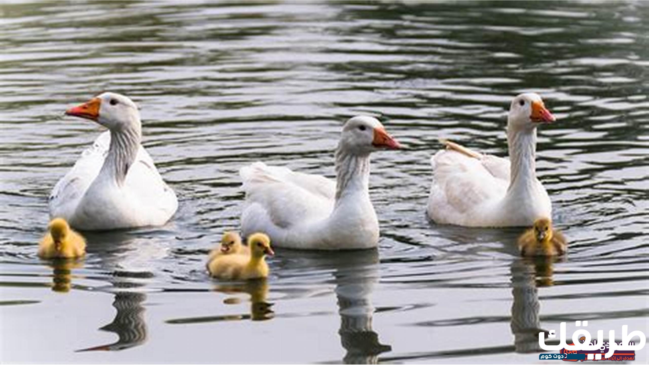 تفسير رؤية الاوز في المنام 8 الاوز في المنام