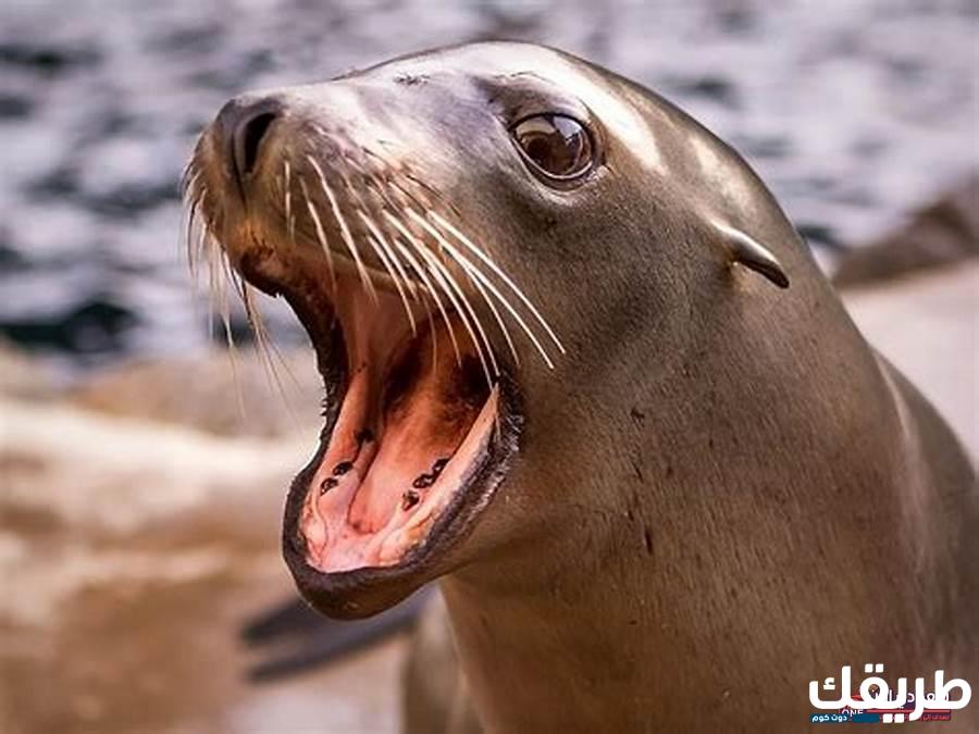 تفسير حلم اسد البحر في المنام 4 اسد البحر في المنام