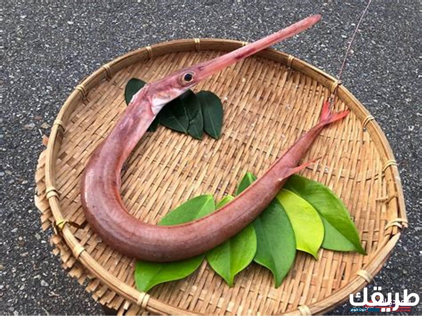 تفسير ثعبان البحر في المنام لابن سيرين 7 ثعبان البحر في المنام