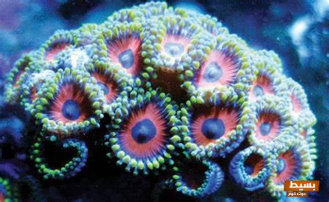 تفسير حلم رؤية المرجان في المنام 7 المرجان في المنام