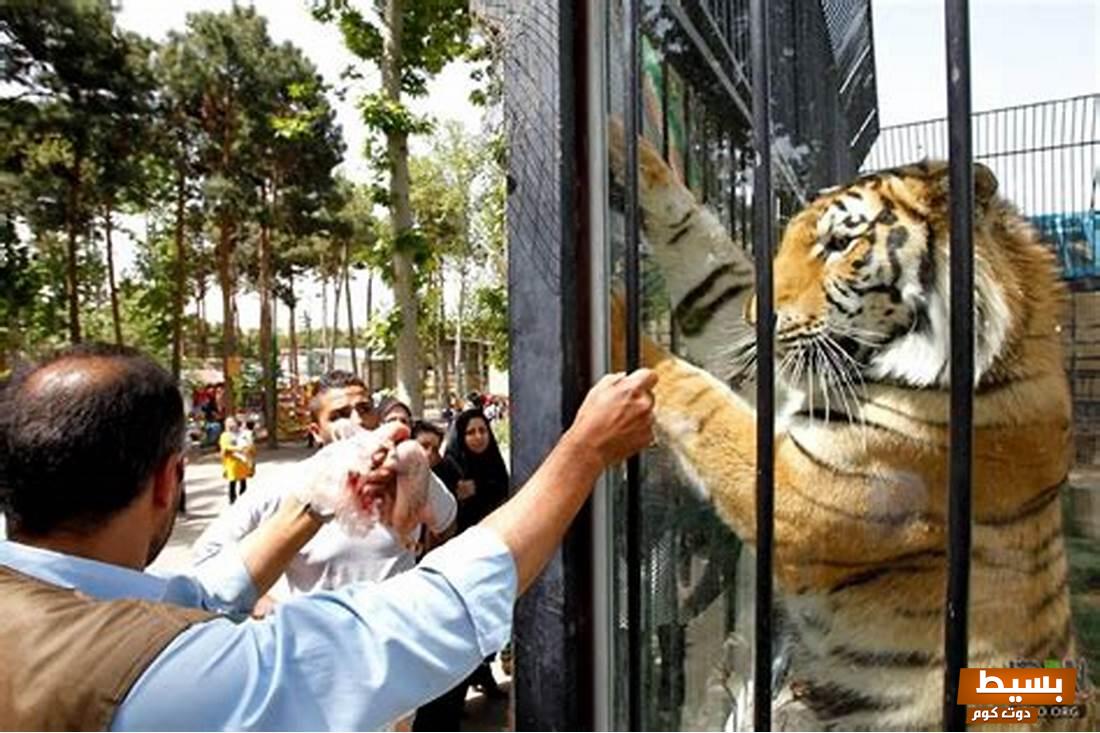 مواعيد حديقة الحيوان بالجيزة اليوم 2024 وسعر التذكرة 7 مواعيد حديقة الحيوان بالجيزة اليوم 2024 وسعر التذكرة