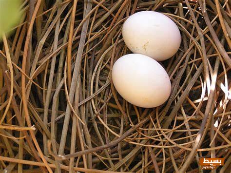 كم مرة تبيض الحمامة في السنة وميعاد فقس البيض 24 كم مرة تبيض الحمامة في السنة وميعاد فقس البيض