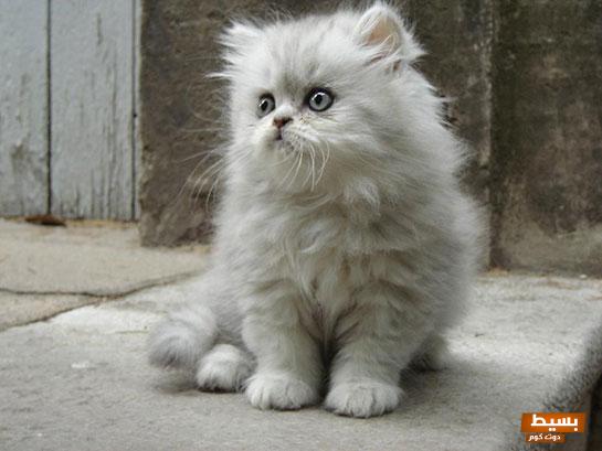 اسماء جميع انواع القطط 2024 أجمل أسماء القطط العربية والأجنبية 4 اسماء جميع انواع القطط 2024