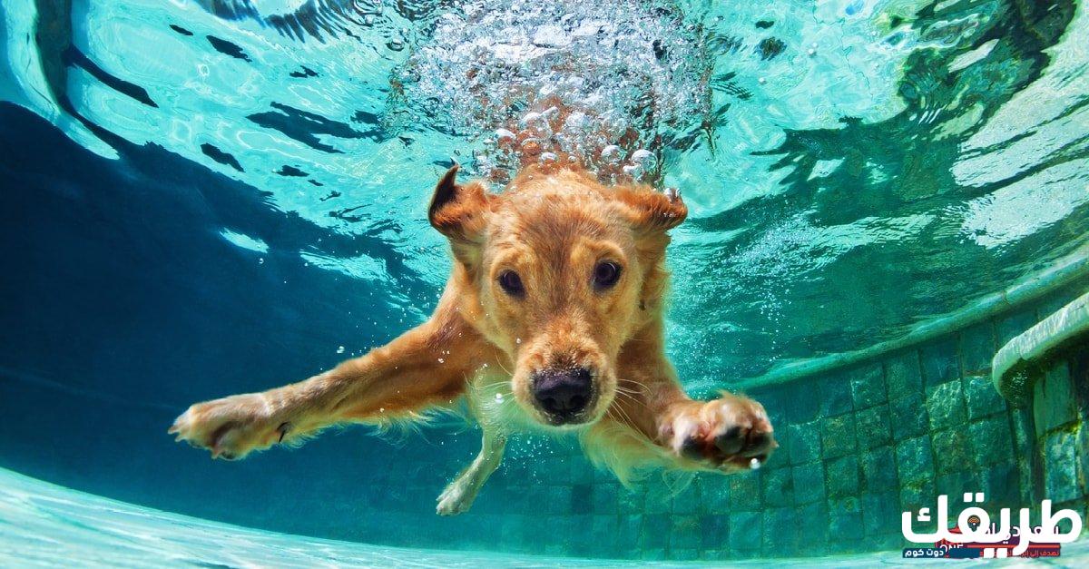 تفسير حلم كلب الماء في المنام 4 كلب الماء في المنام