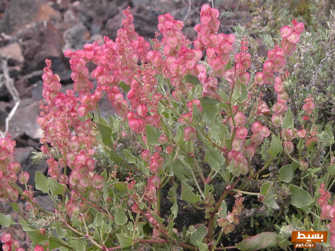 Rumex vesicarius3