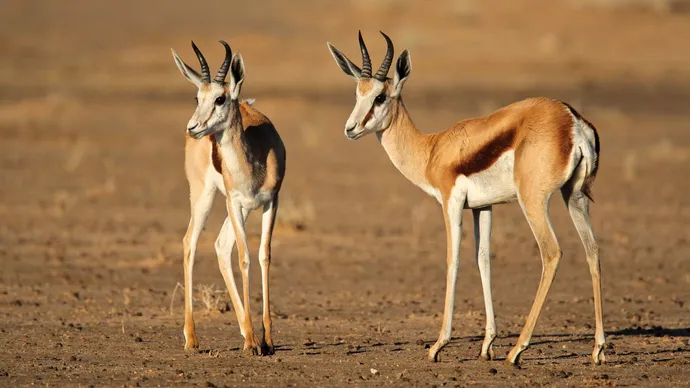 Springboks Kalahari South Africa 1