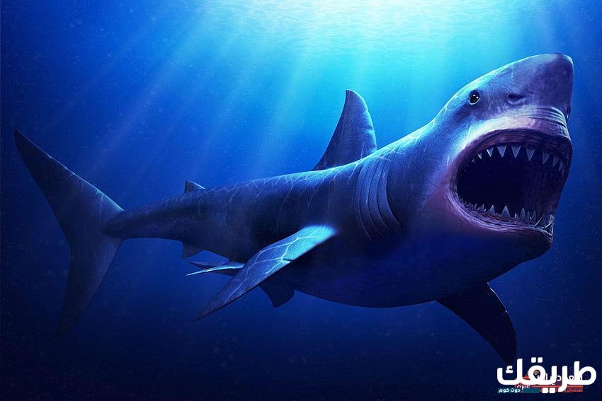 تفسير حلم الحوت في المنام 6 الحوت في المنام