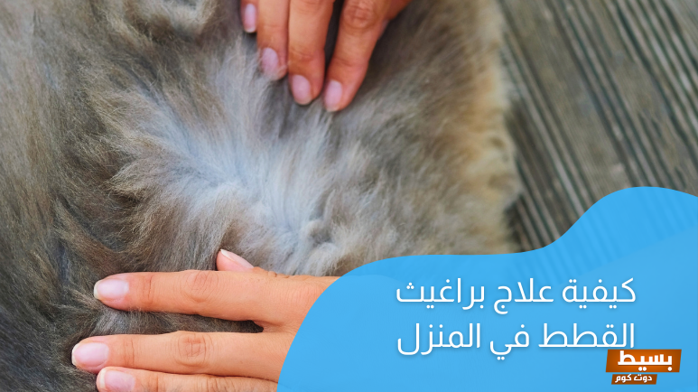 علاج البراغيث عند القطط بطرق طبيعية وفعالة 4 علاج البراغيث عند القطط بطرق طبيعية وفعالة للقضاء نهائيا على براغيث القطط