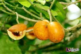 تجربتي مع تفاحة ادم للحمل تفاحة آدم للحمل السريع 3 images 14