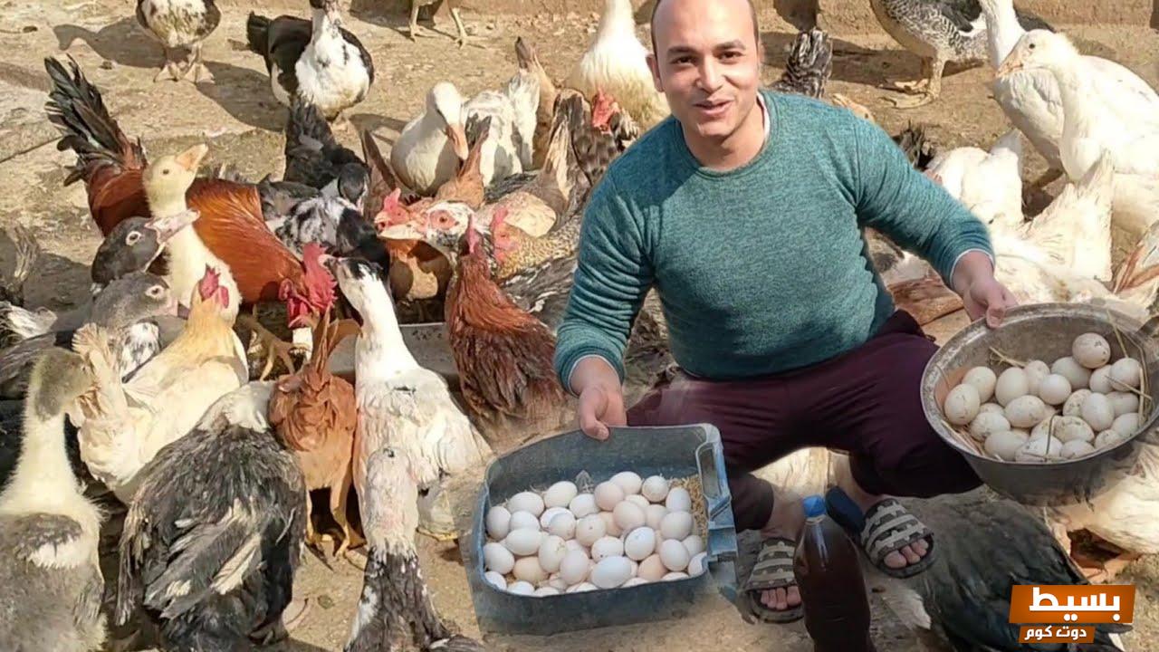 وصفه لزيادة بيض الدجاج وزيادة إنتاجه من البيض 27 وصفة لزيادة بيض الدجاج