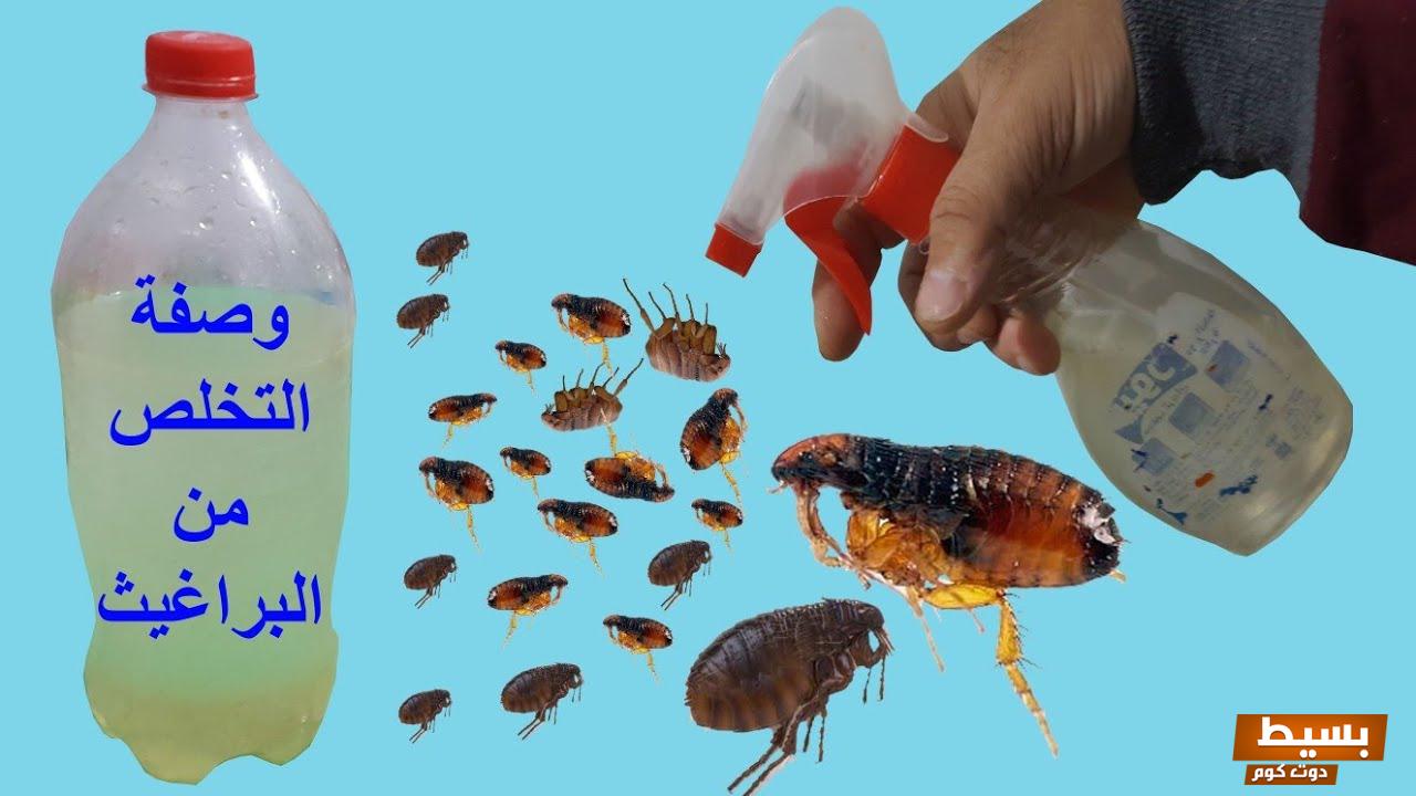 وصفة طبيعية للتخلص من البراغيث 5 وصفة طبيعية للتخلص من البراغيث