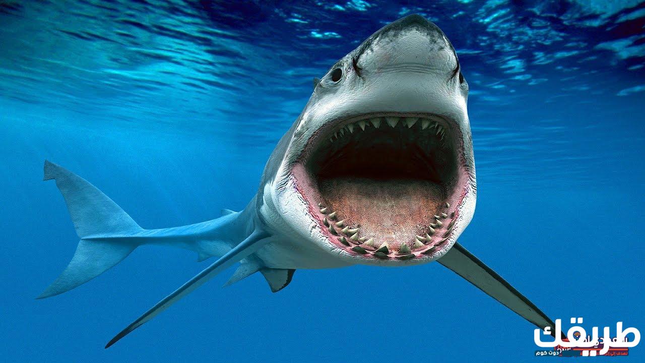 تفسير حلم سمك القرش في المنام 2 سمك القرش في المنام