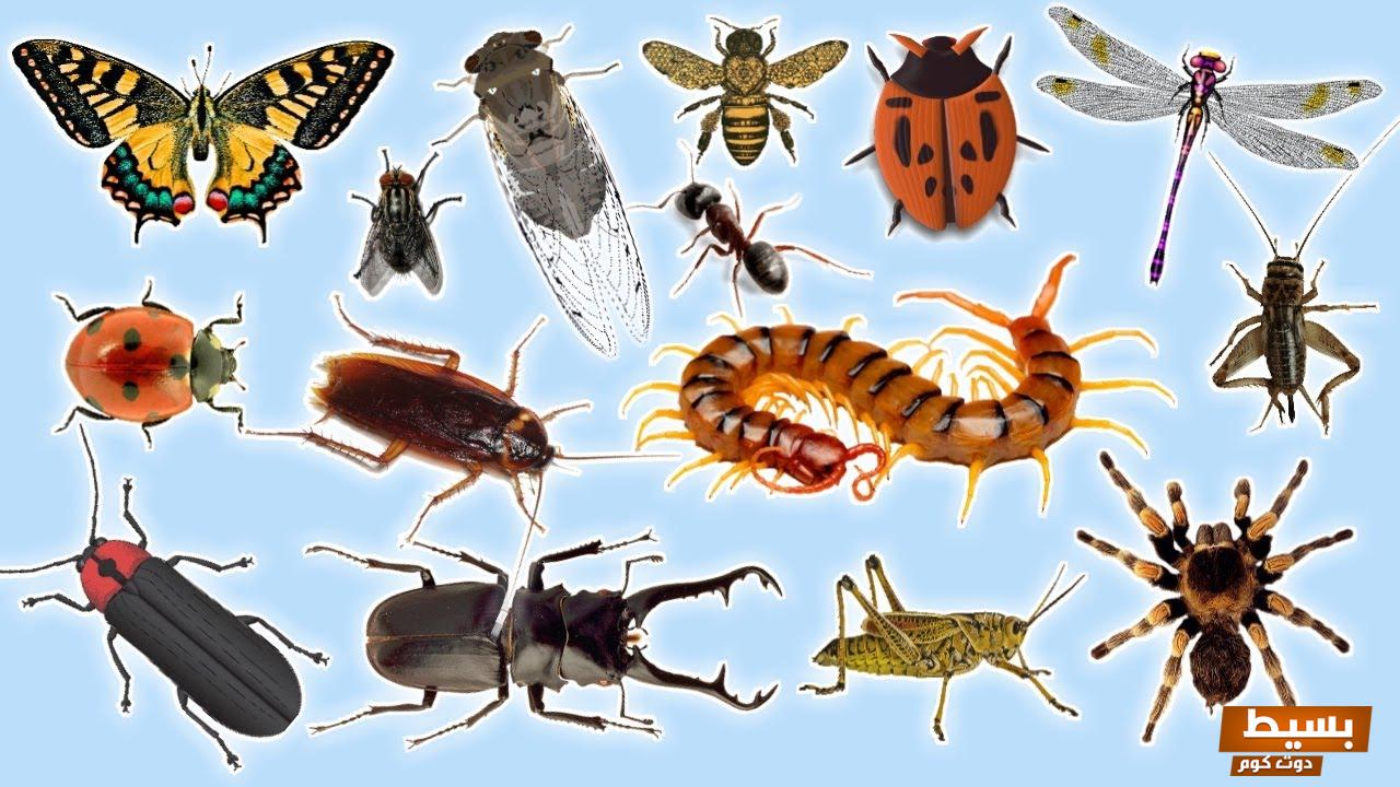 تفسير حلم رؤية الحشرات في المنام 6 الحشرات في المنام