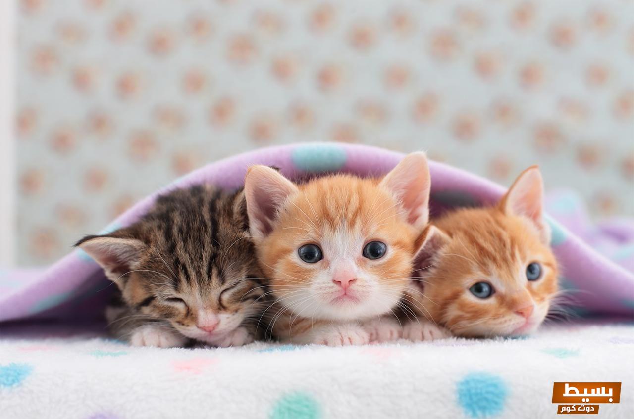 افضل مواقع بيع قطط فى مصر والسعودية 2024 12 مواقع بيع قطط