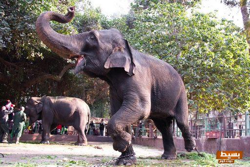 سعر تذكرة حديقة الحيوان بالجيزة والأنشطة التي تقدمها 1 سعر تذكرة حديقة الحيوان بالجيزة والأنشطة التي تقدمها