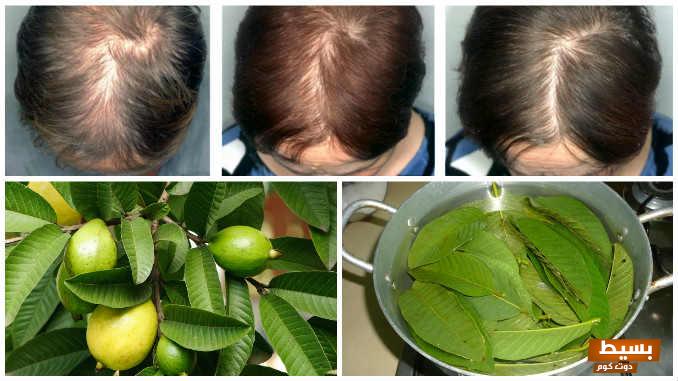 ورق الجوافة للشعر تجربتي 8 ورق الجوافة للشعر تجربتي