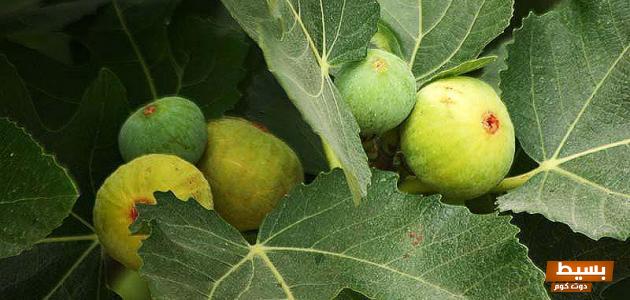 ورق التين للتنحيف تجربتي 3 ورق التين للتنحيف تجربتي