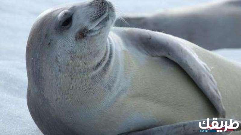 تفسير حلم كلب البحر في المنام 6 كلب البحر في المنام