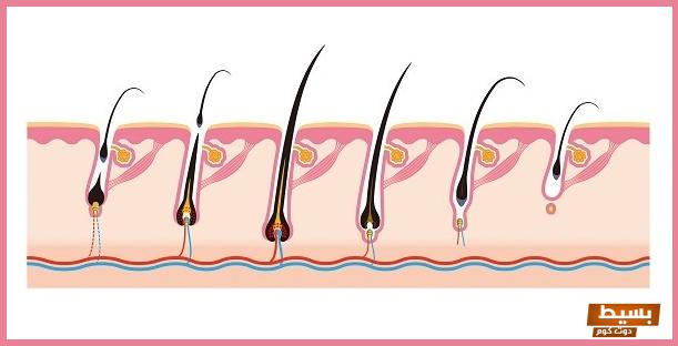 وصفة للشعر الخفيف من الأمام للدكتور سعيد حساسين 3 وصفة للشعر الخفيف من الأمام للدكتور سعيد حساسين