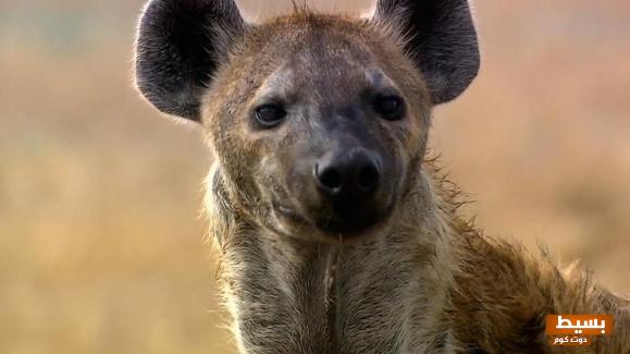 رؤية الضبع الأسود والأبيض في المنام 4 الضبع في المنام