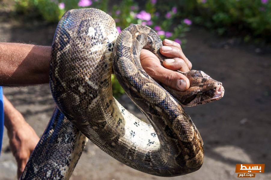 رؤية الأناكوندا في المنام للاعزب والمتزوجة 3 الأناكوندا في المنام