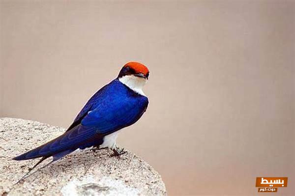 تفسير حلم طائر السنونو في المنام 7 طائر السنونو في المنام