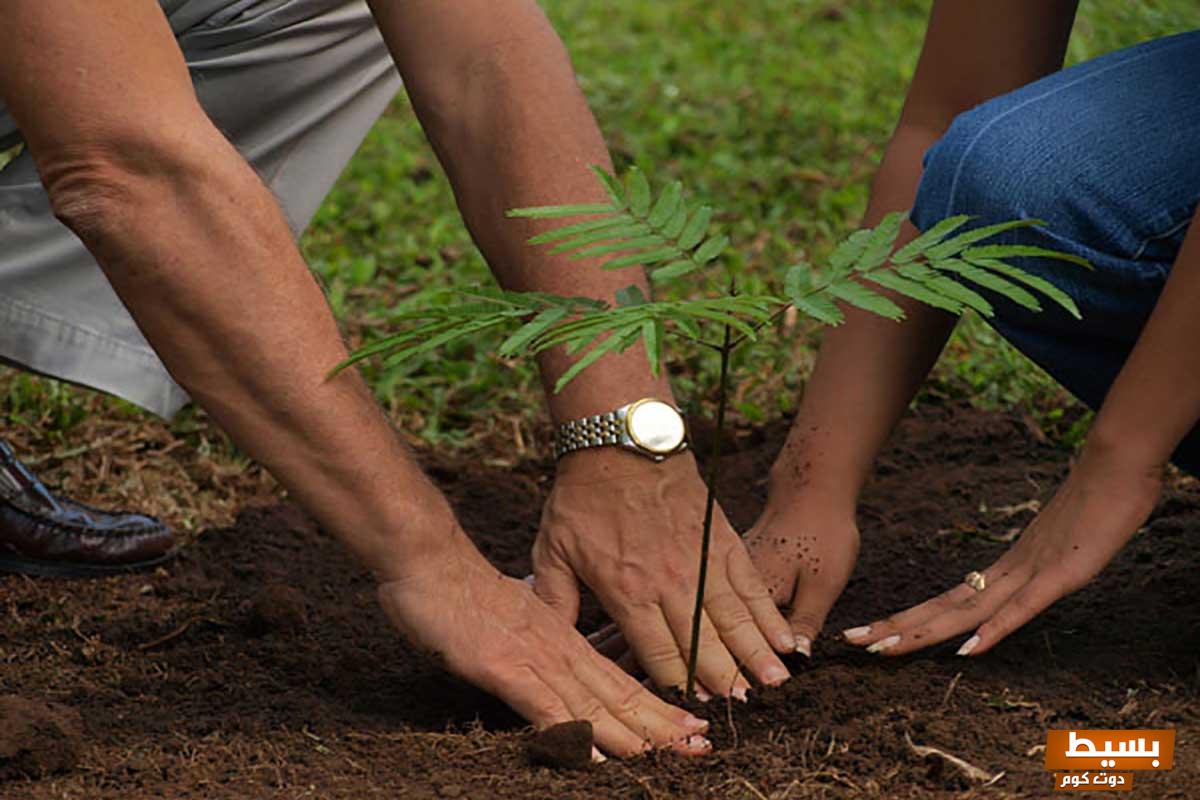 تفسير حلم غرس الشجر في المنام 6 غرس الشجر في المنام