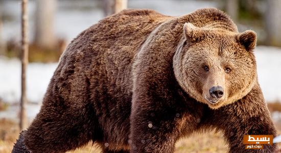 تفسير حلم الدب الرمادي في المنام 2 الدب الرمادي في المنام ،