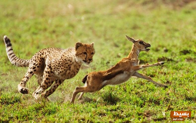 تفسير حلم هجوم الحيوانات في المنام 7 هجوم الحيوانات في المنام