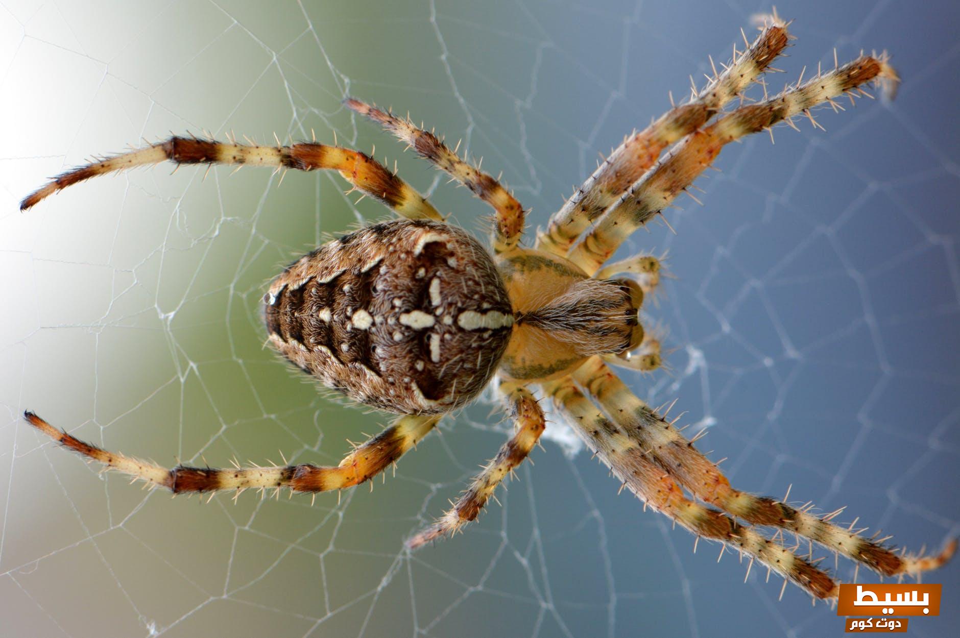 تفسير حلم العنكبوت في المنام 7 العنكبوت في المنام