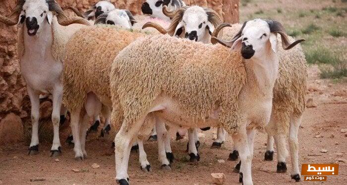 اسعار الاضاحي في مصر 2024 بالجنيه المصري 8 اسعار الاضاحي في مصر 2024 بالجنيه المصري