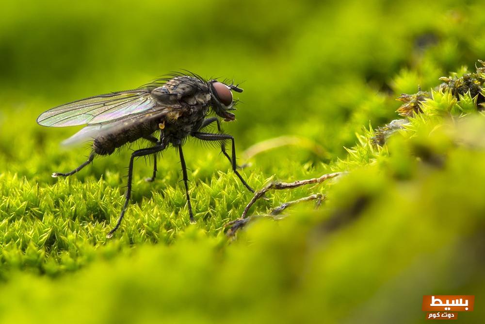 تفسير حلم الذباب في المنام 3 الذباب في المنام