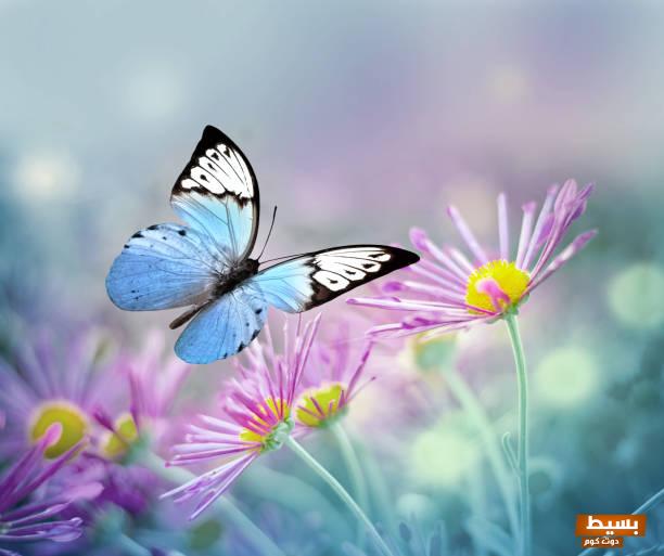 تفسير حلم الفراشة في المنام 7 الفراشة في المنام