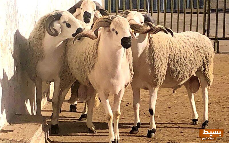 اسعار الاضاحي في الجزائر 2024 بالدينار الجزائري 2 اسعار الاضاحي في الجزائر 2024 بالدينار الجزائري