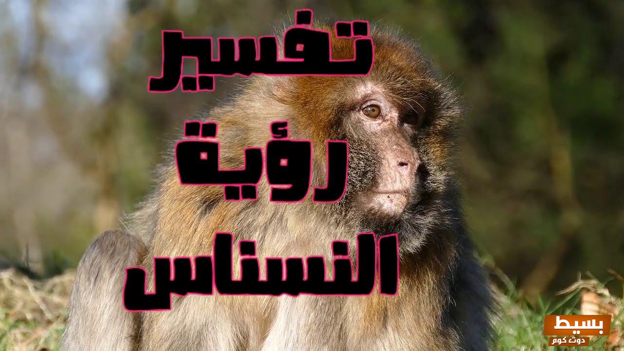 النسناس فى المنام