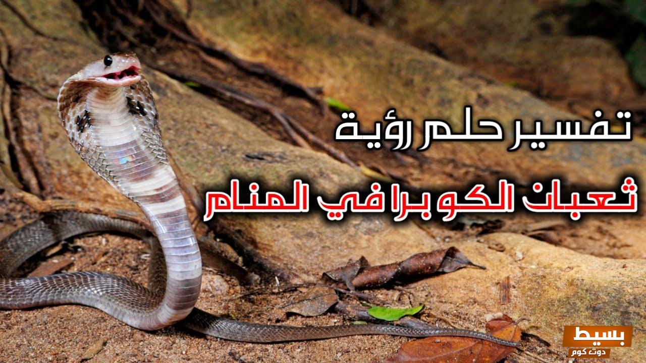 تفسير حلم الكوبرا في المنام 3 الكوبرا في المنام