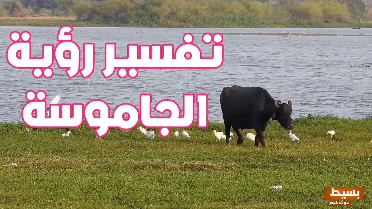 تفسير حلم رؤية الجاموس في المنام للعزباء 4 الجاموس في المنام