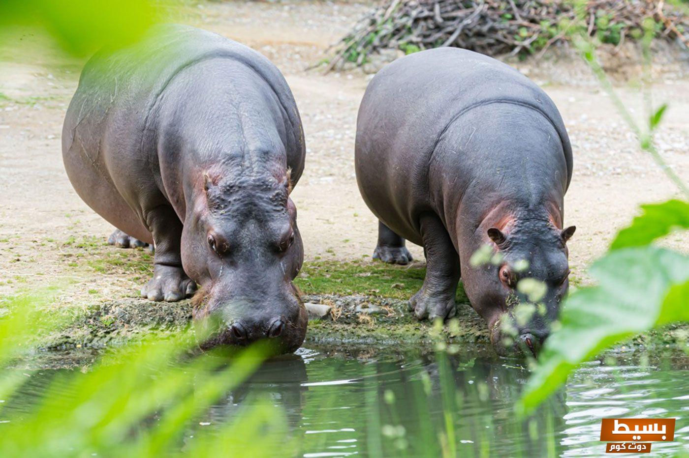 رؤية فرس النهر في المنام للفتاة العزباء والمتزوجة لابن شاهين 3 فرس النهر في المنام