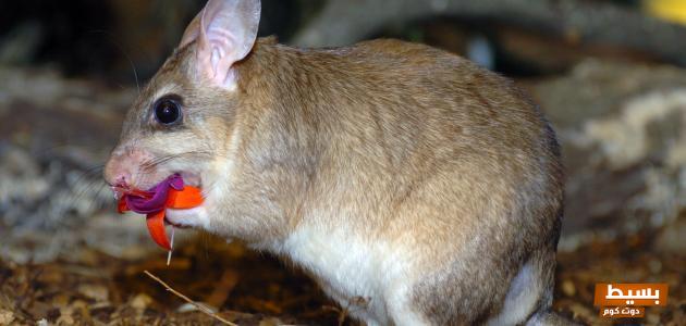 تفسير حلم القوارض في المنام 4 القوارض في المنام