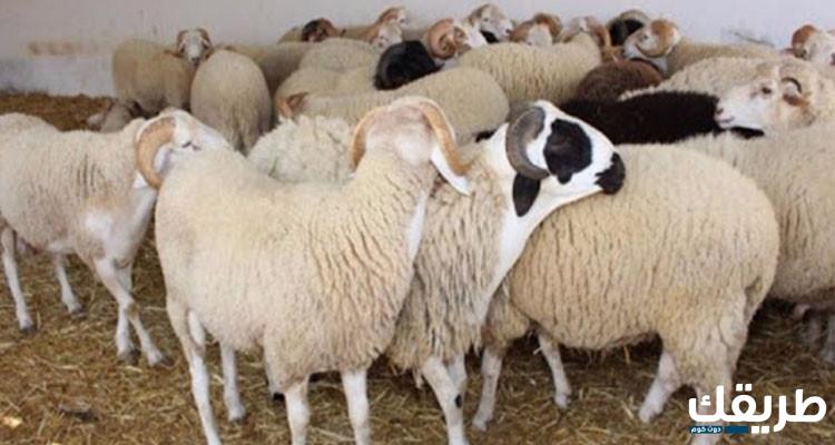 هل يجوز عمل وليمة على الأضحية 6 هل يجوز عمل وليمة على الأضحية