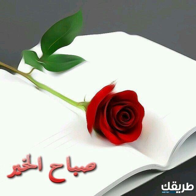 عبارات جميلة عن الورد جميلة ومميزة تعبر عن جماله 3 عبارات جميلة عن الورد جميلة ومميزة تعبر عن جماله