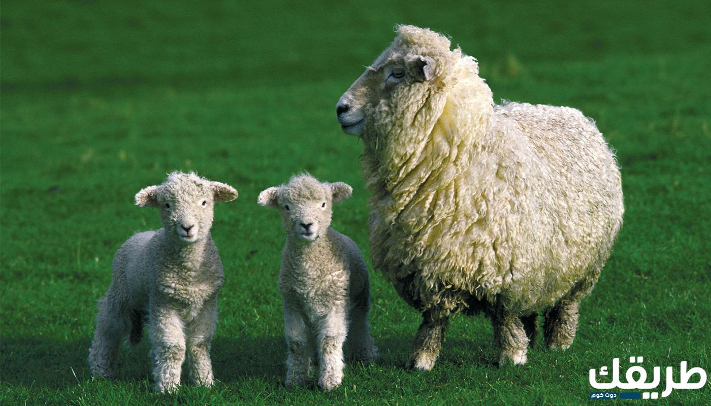 خطبة عن احكام الاضحية PDF و DOC كاملة 5 خطبة عن احكام الاضحية PDF و DOC كاملة